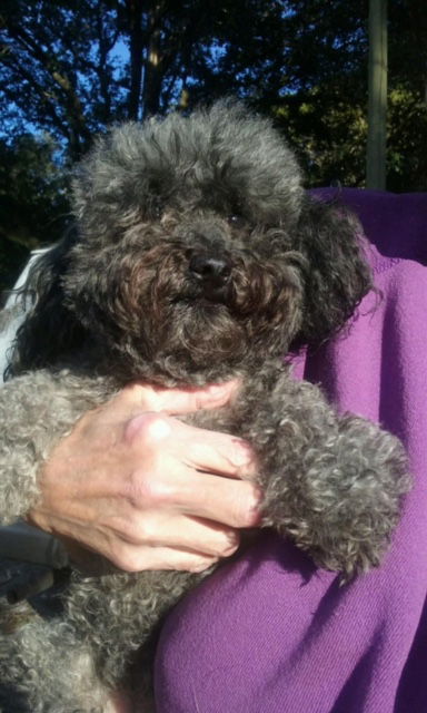 Curley Sue
