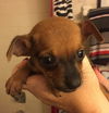 Petey
