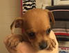 Pippi