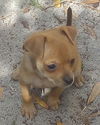 Pippi