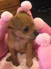 Pippi