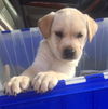 Gunner