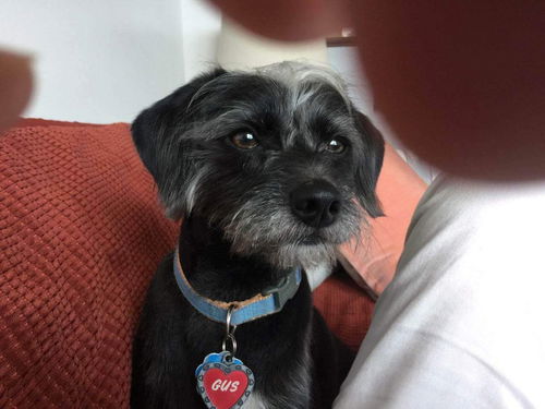 Amigo