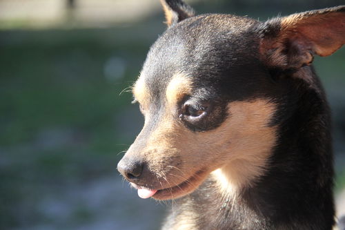Sammy