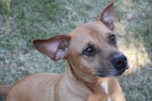 Max