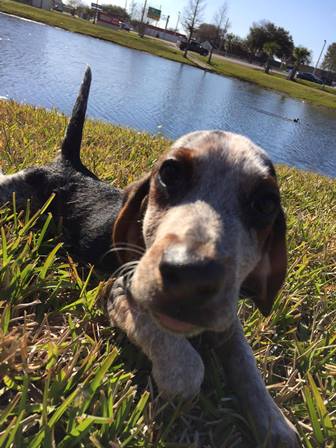 Droopy the cute basset hound