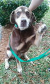 Coco the Lab/Shephard Mix