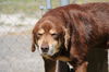 Coco the Lab/Shephard Mix