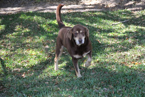 Coco the Lab/Shephard Mix
