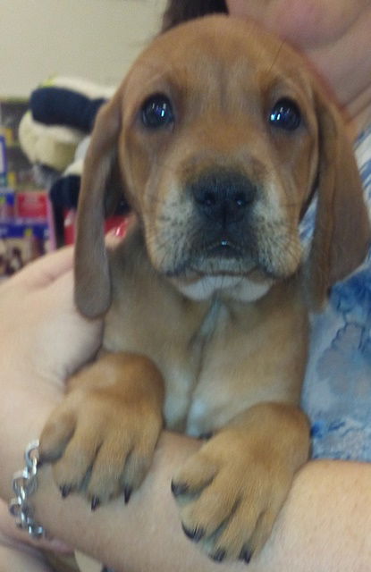 Rudy