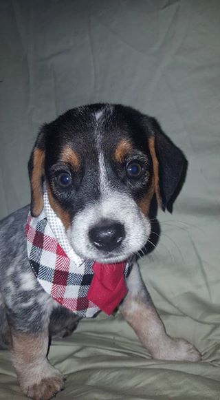 Matteo