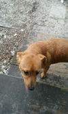 Maxwell