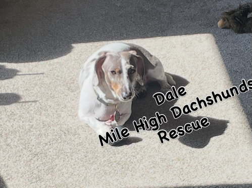 Dale photo 4