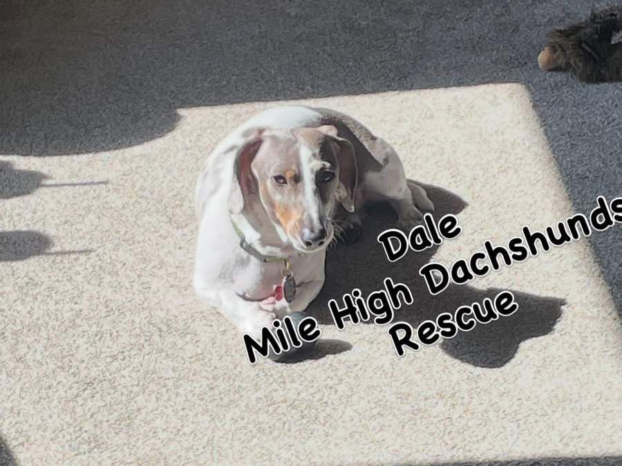 Dale