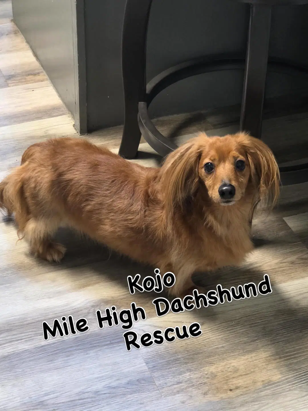 Kojo - Dachshund