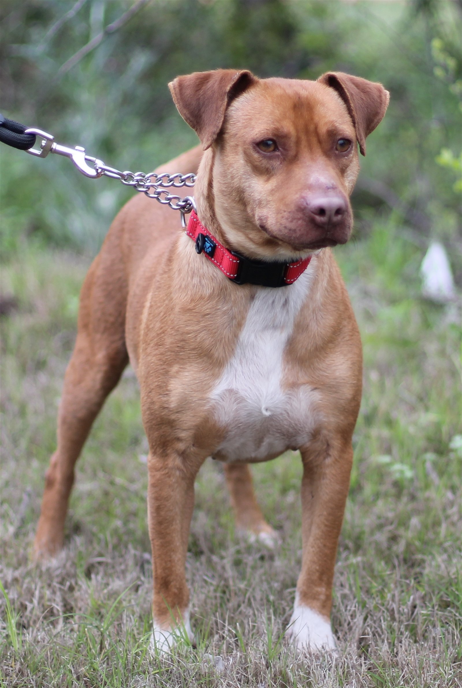 adoptable Dog in San Antonio, TX named ELVIS