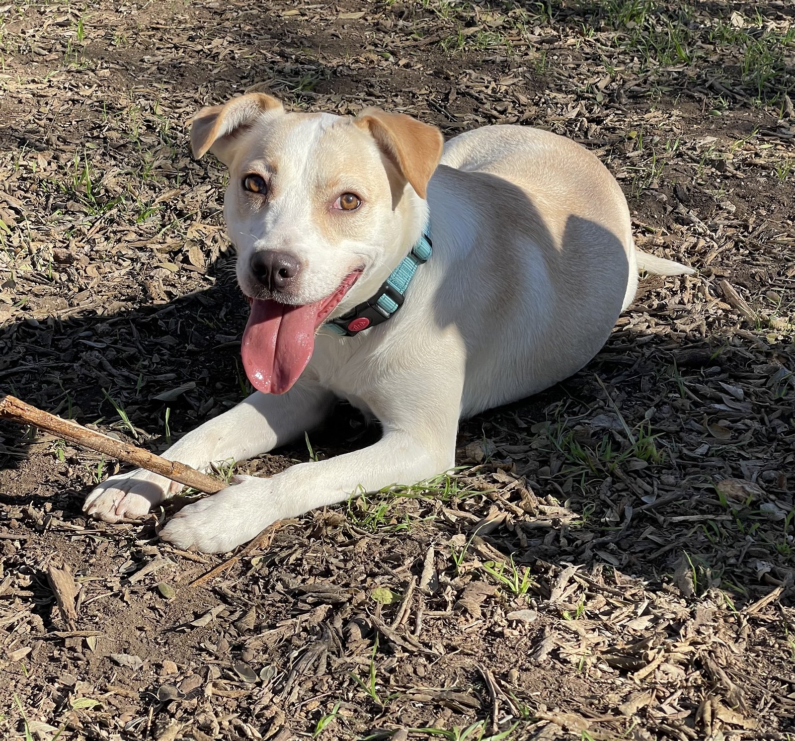 adoptable Dog in San Antonio, TX named CHEERIO