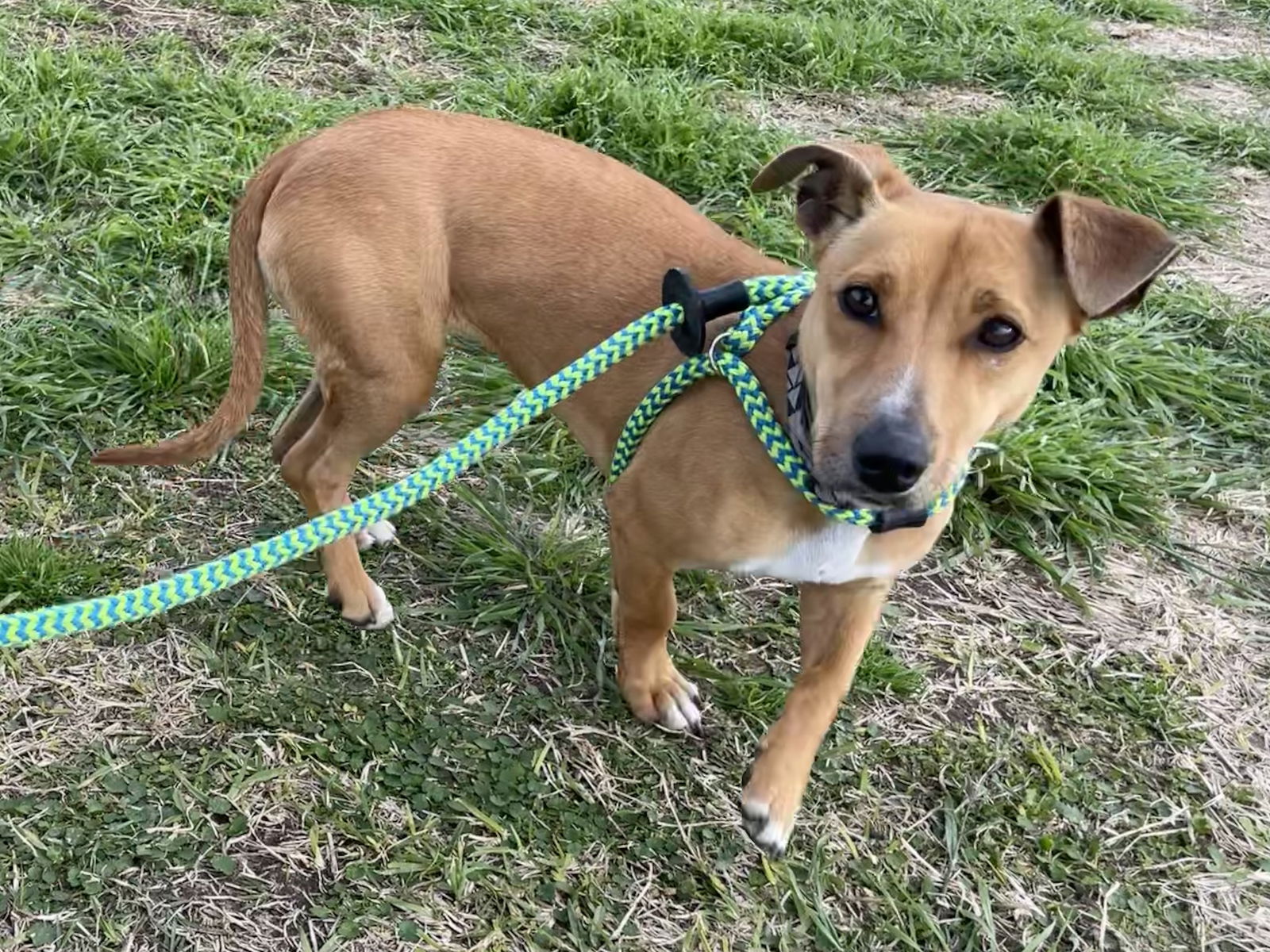 Dog for Adoption - CHERRY, a Jack Russell Terrier in New Braunfels, TX ...