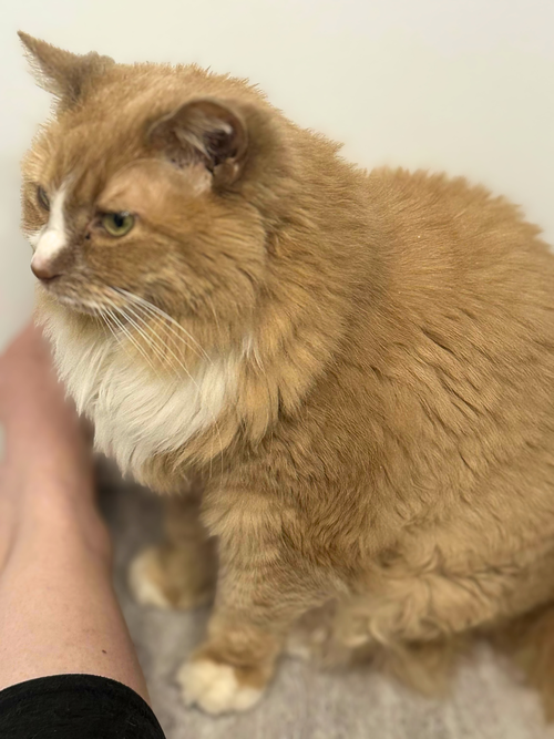 Aurelia, a cat for adoption from Loving Care Cat Rescue