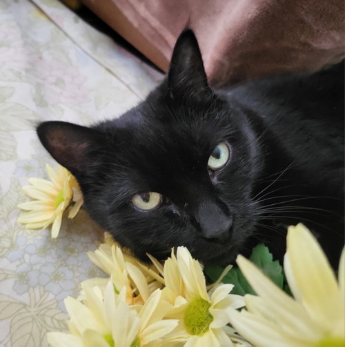 Ophelia photo 3