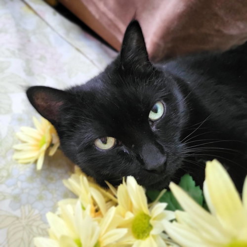 Ophelia, a cat for adoption from Loving Care Cat Rescue