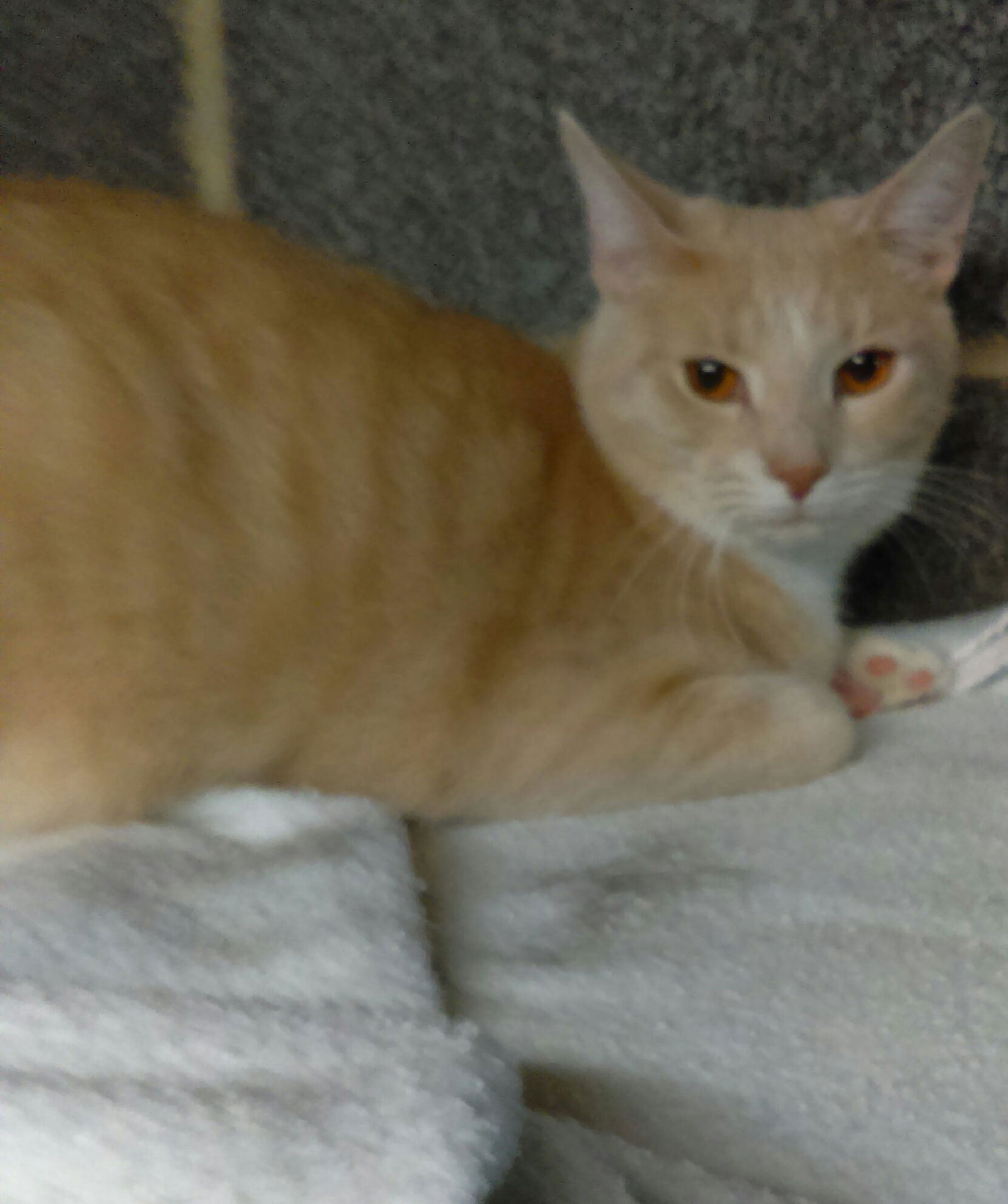 adoptable Cat in Harrisburg, PA named Johnny