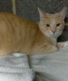 adoptable Cat in harrisburg, PA named Johnny