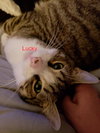 Lucky R - Photo 2