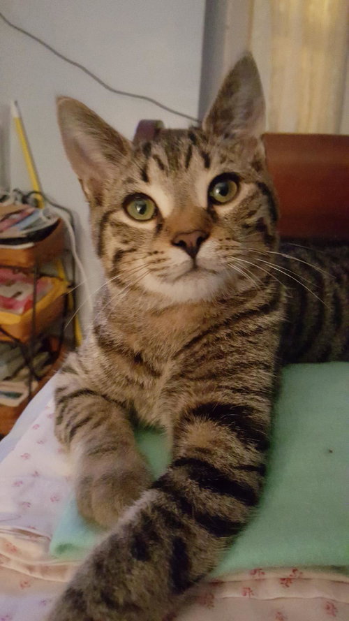 NICK - Domestic Short Hair available for adoption