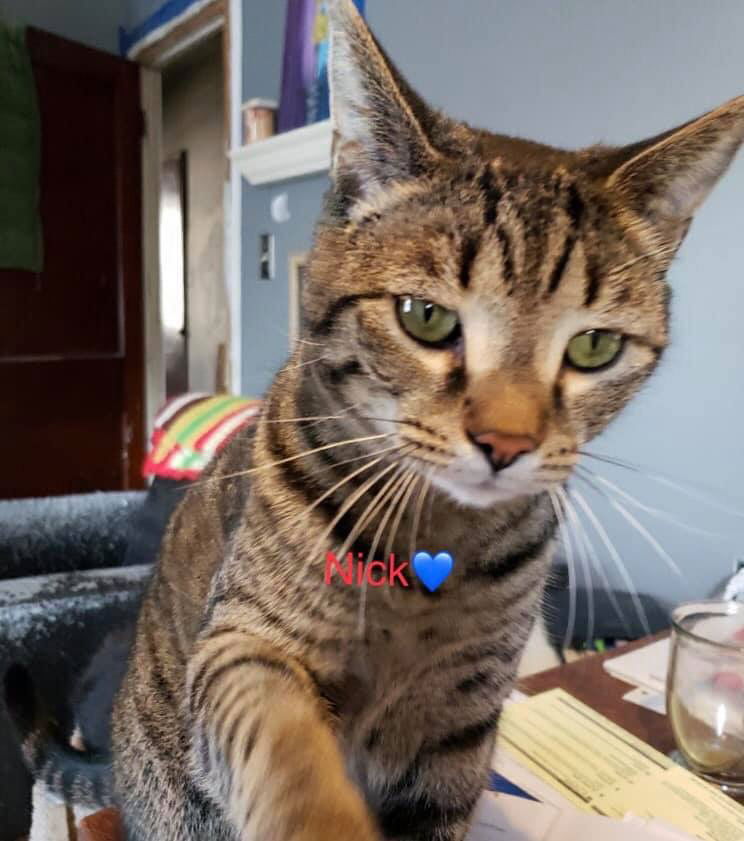 adoptable Cat in Harrisburg, PA named Nick