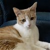 adoptable Cat in harrisburg, PA named Teddy