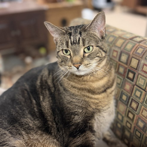 Mocha (adopt with big sister Lacey), an adoptable Domestic Short Hair in Lemoyne, PA