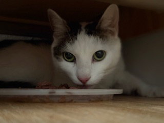Bean, an adoptable Domestic Short Hair in Lemoyne, PA