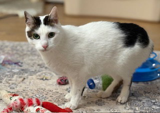 Bean, an adoptable Domestic Short Hair in Lemoyne, PA