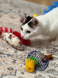 Photo 3 of Bean