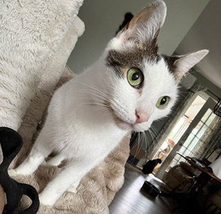 Photo 4 of Bean