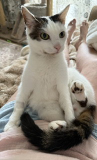 Photo 5 of Bean