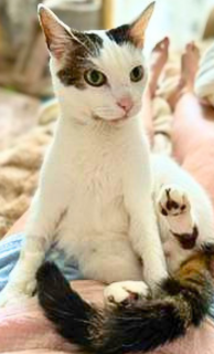 Bean, photo 2