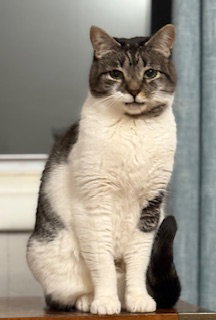 Philip, an adoptable Domestic Short Hair in Lemoyne, PA