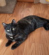 Mocha - Photo 3