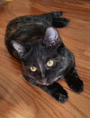 Mocha - Photo 4