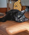 Mocha - Photo 5