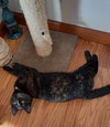 Mocha - Photo 6