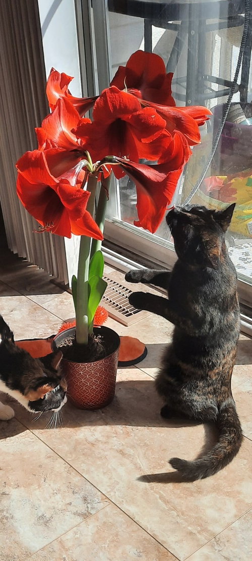 MOCHA - Tortoiseshell / Domestic Short Hair available for adoption