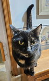 adoptable Cat in  named Mocha