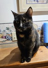Mocha - Photo 7