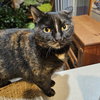 Mocha - Photo 8