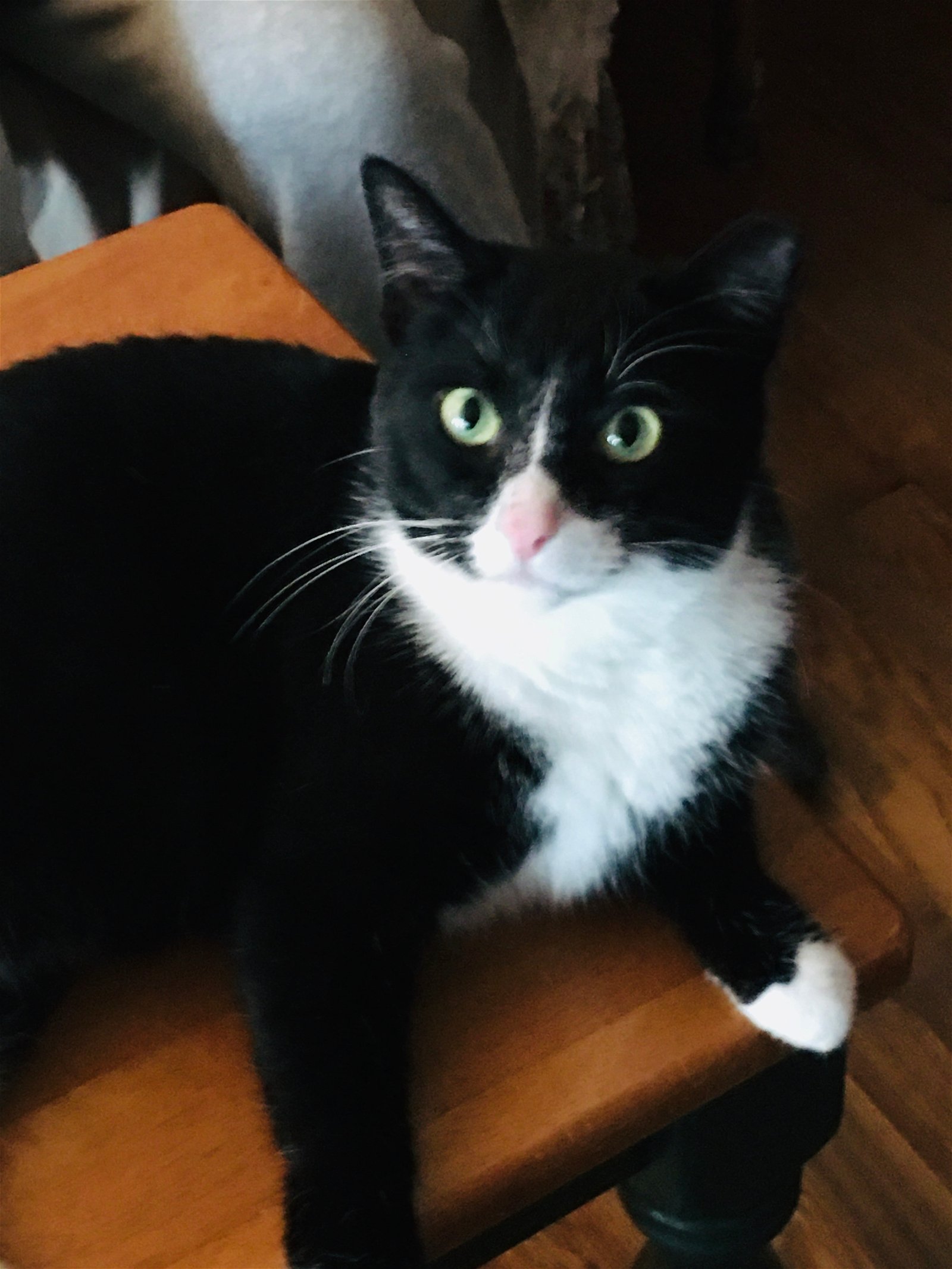adoptable Cat in Harrisburg, PA named Bobbie Girl (adult female)