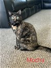 adoptable Cat in harrisburg, PA named Mocha