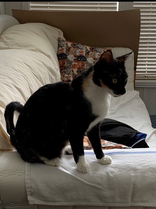 ESMAE - Domestic Short Hair available for adoption